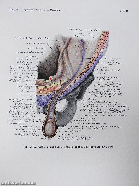 Topographische Anatomie des Menschen I-II/1-2.