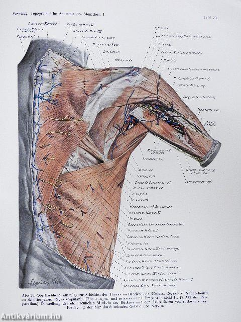 Topographische Anatomie des Menschen I-II/1-2.