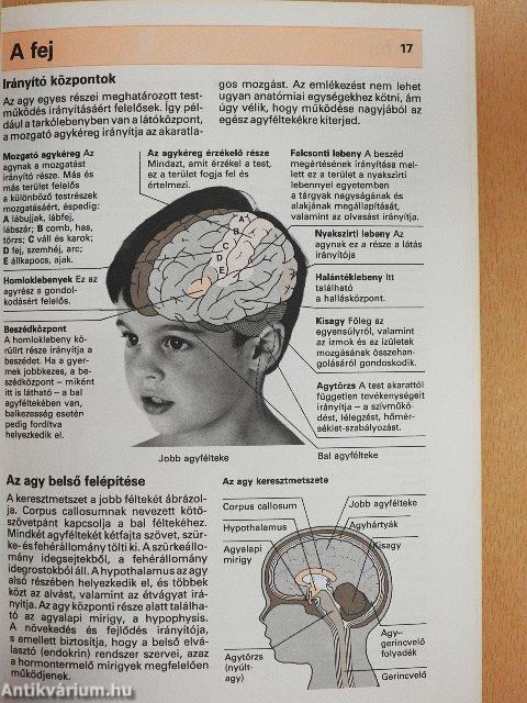 Gyermekbetegségek A-Z-ig