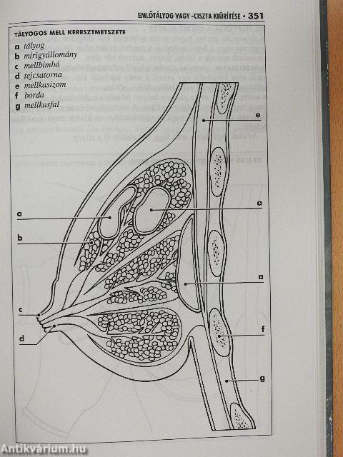 Műtét előtt, alatt és után