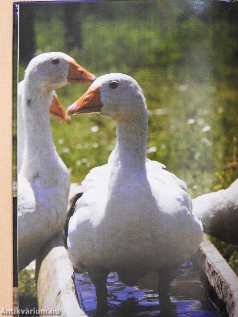 Festetics Imrétől a Bakonyerdő Zrt. állatparkjáig