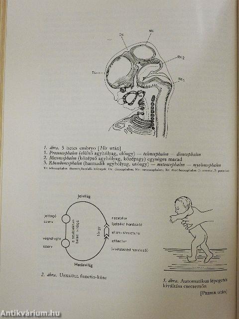 A gyermekkor és az ifjúkor psychiatriája