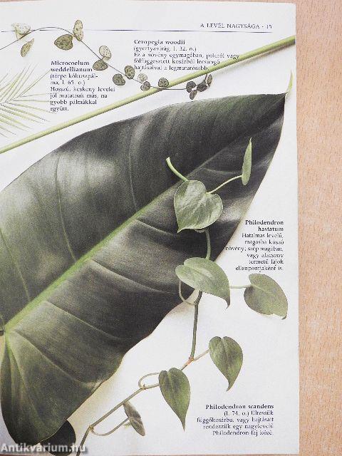 Növények a lakásban