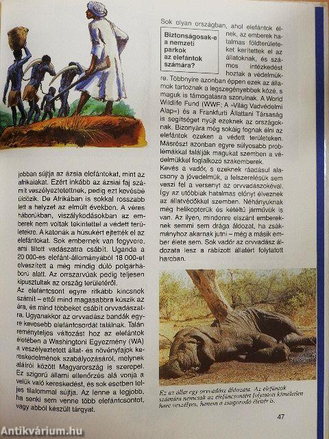 Elefántok