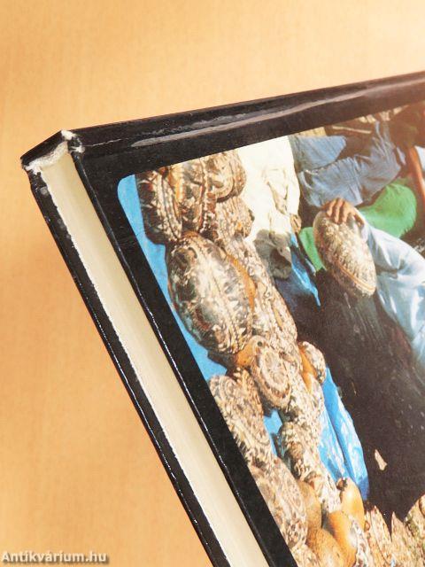 Pepe a Királyok Városában