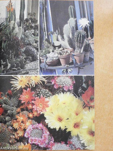 Kaktuszok a lakásban és a kertben