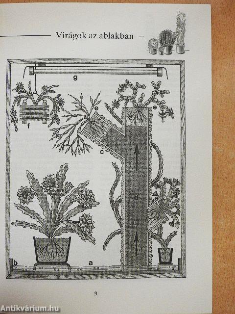 Kaktuszok a lakásban és a kertben