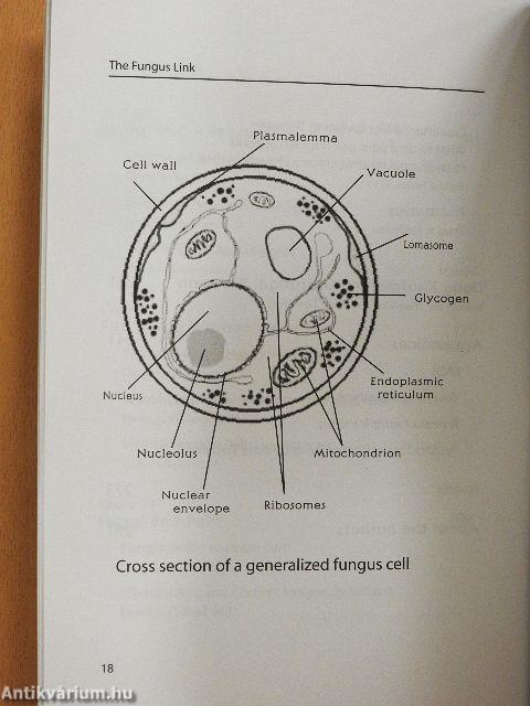 The Fungus Link 1.