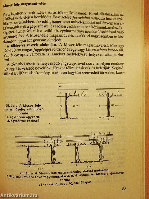 A szőlő metszése