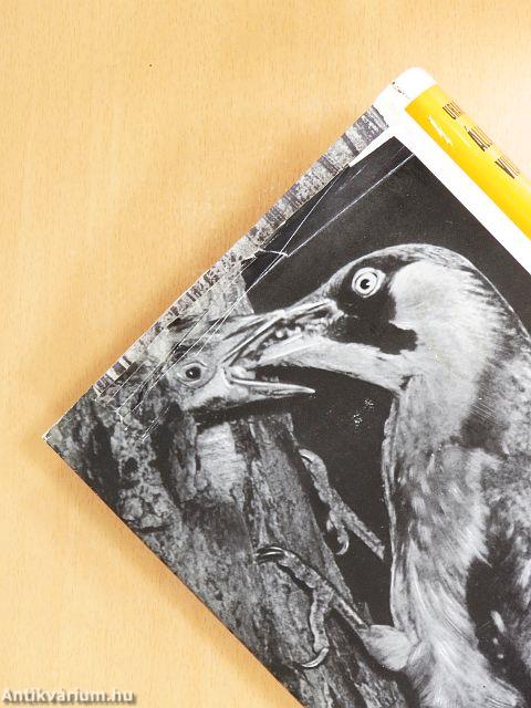 Urania Állatvilág - Madarak