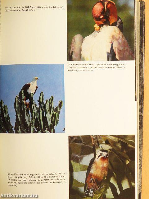 Urania Állatvilág - Madarak