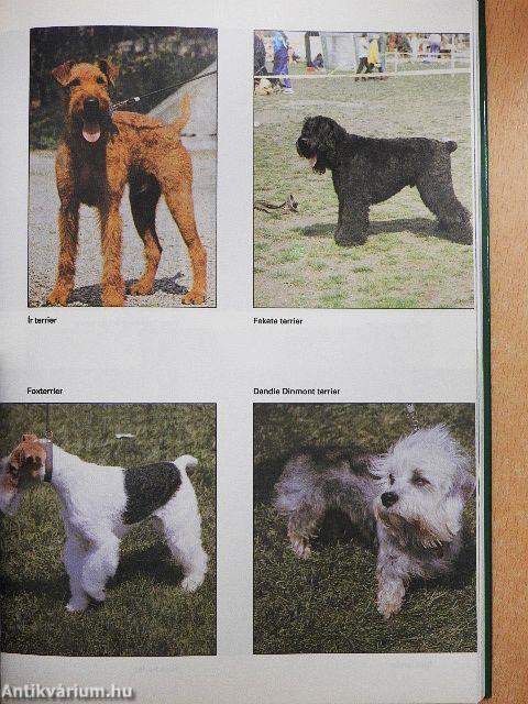 Ó, azok a csodálatos ebek!