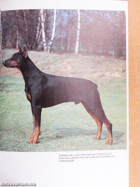 A dobermann