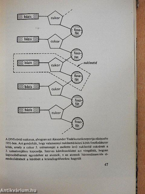 A kettős spirál