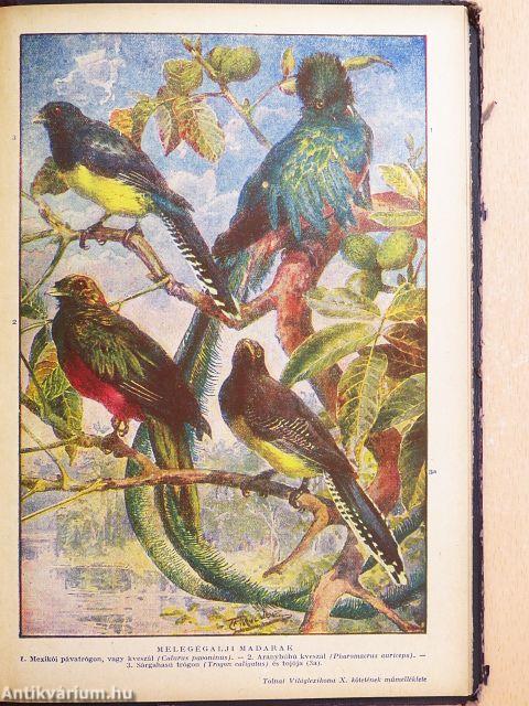 Tolnai uj világlexikona X. (töredék)