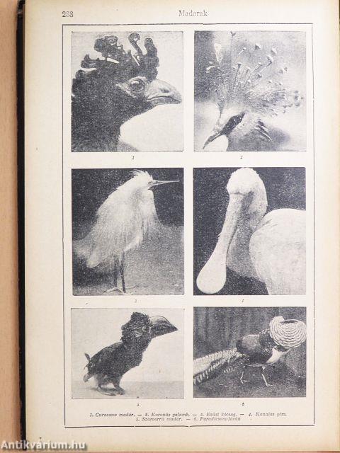 Tolnai uj világlexikona X. (töredék)