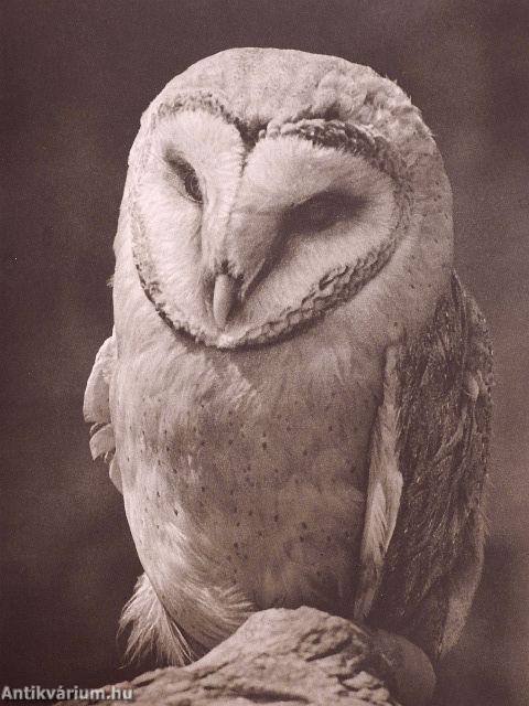 Die große Menagerie