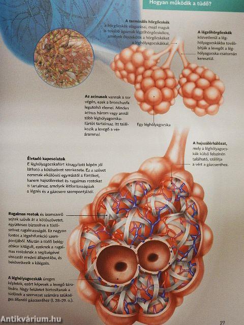 Hatékony tüdő és légzőrendszer
