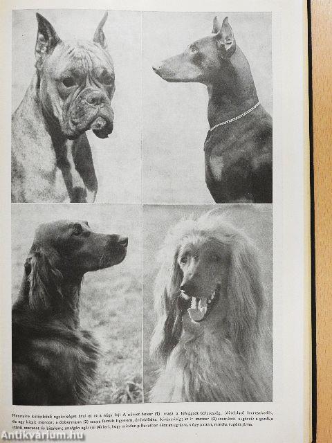 400 tanács kutyakedvelőknek