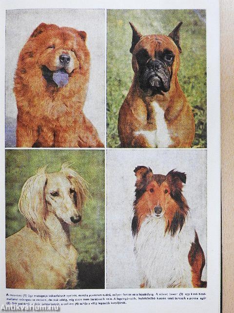 400 tanács kutyakedvelőknek