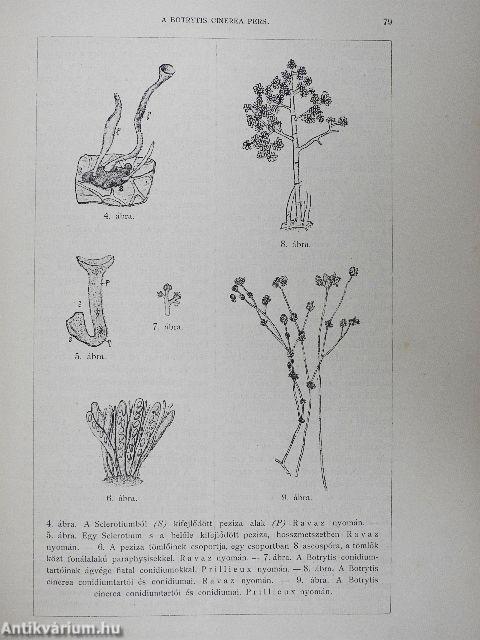 Pótfüzetek a Természettudományi Közlönyhöz 1900/1-6.