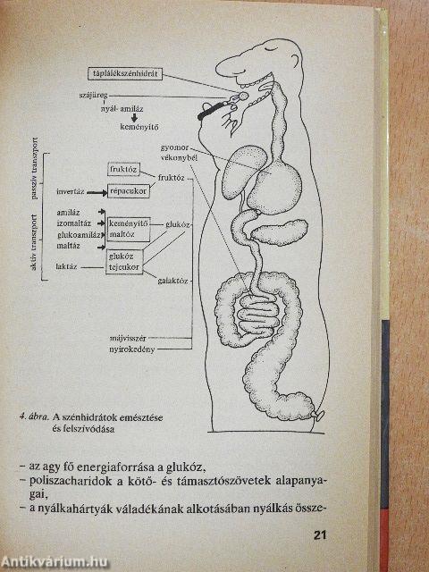 Az éhezéstől az elhízásig