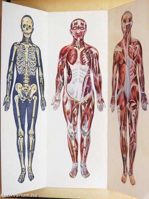 A műveltség útja I.