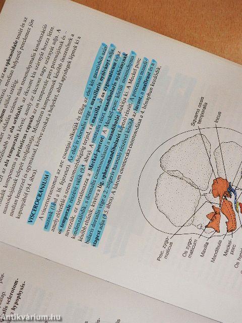 Orvosi embryologia