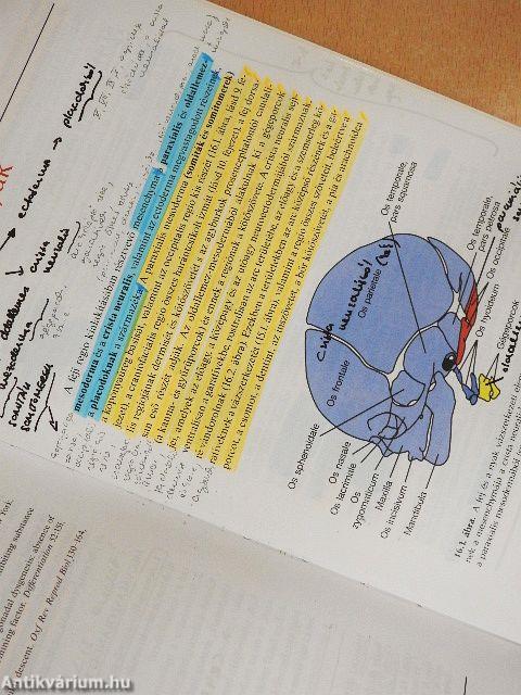 Orvosi embryologia