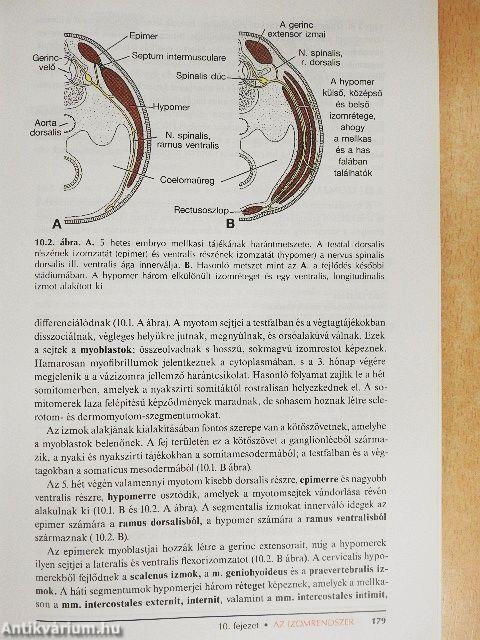 Orvosi embryologia