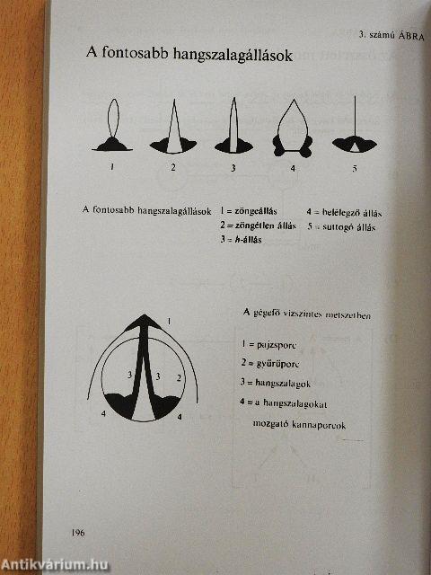 Magyar nyelv II.