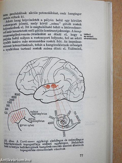 Érzékelés, tudat, emlékezés