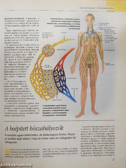 A csodálatos emberi test