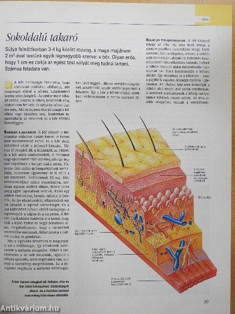 A csodálatos emberi test