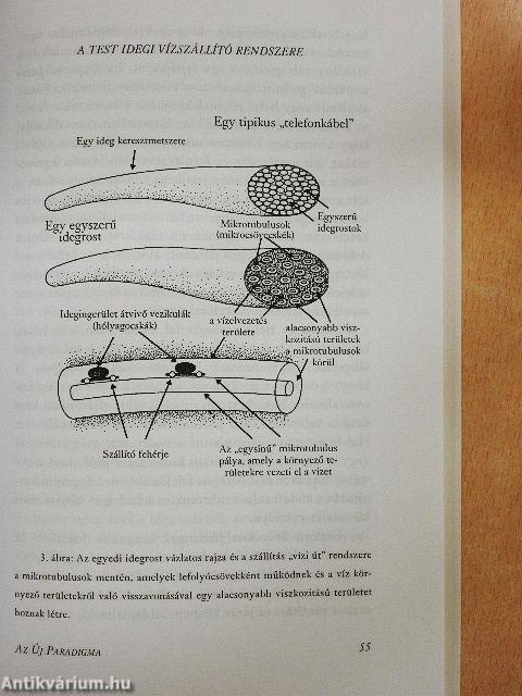 A tested vízért kiált!