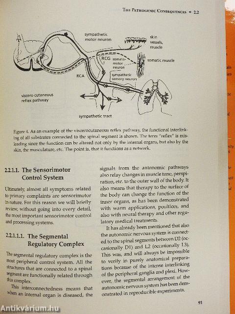 The Extracellular Matrix and Ground Regulation