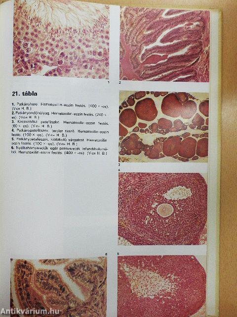 Összehasonlító szövettan