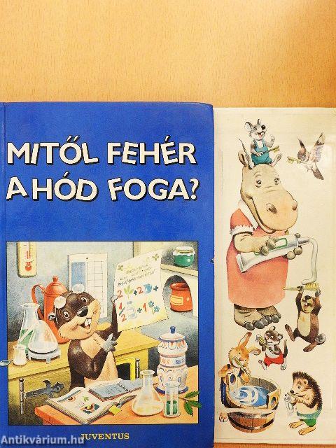 Mitől fehér a hód foga?