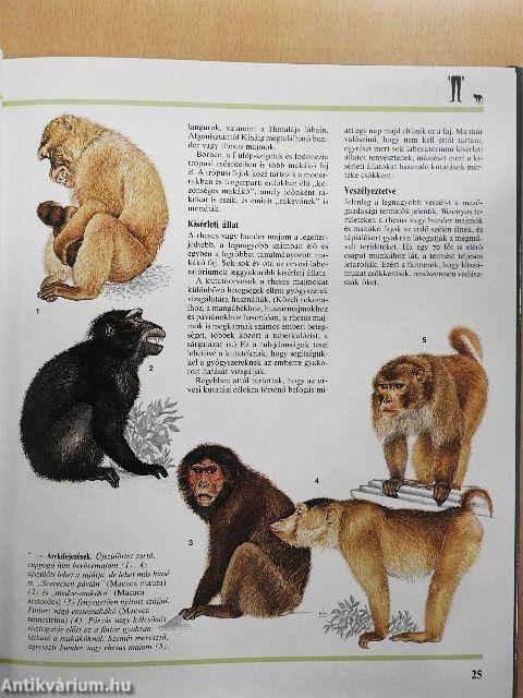 Főemlősök, rovarevők, szilás cetek