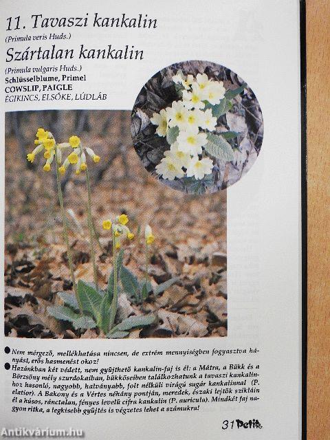 Herbárium, avagy keresd a magad gyógyfüvét!