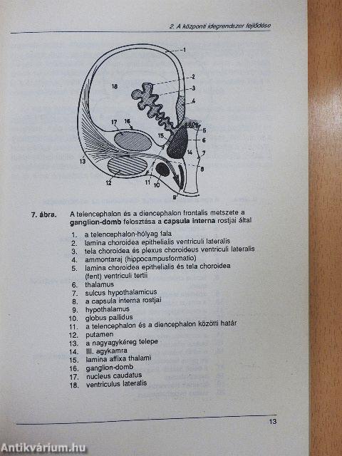 Vezérfonal a neuroanatómiához