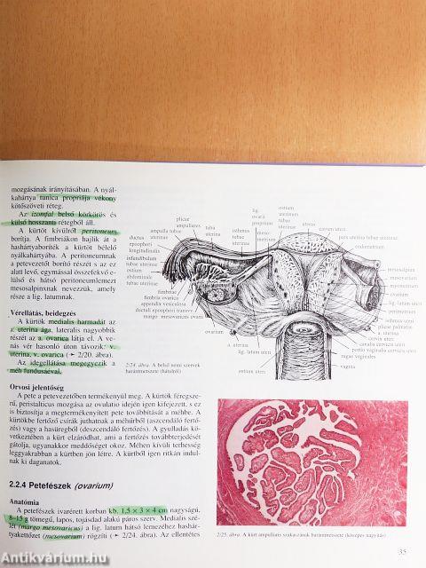 Szülészet-nőgyógyászat 1-3.