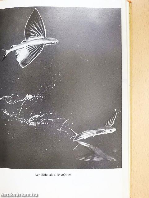 Különös állatvilág