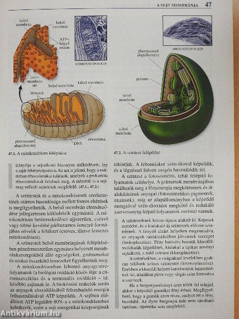 Biológia 11