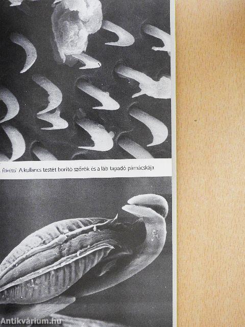 Kullancsok és betegségek