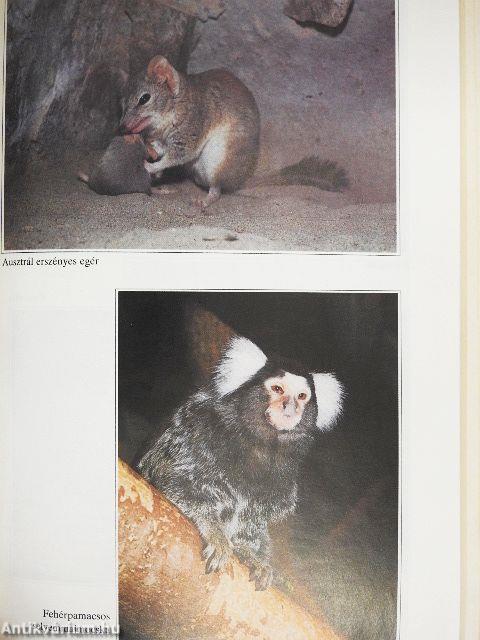 Kisemlősök a lakásban