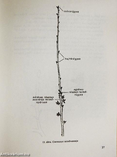 Gyümölcstermesztés I.