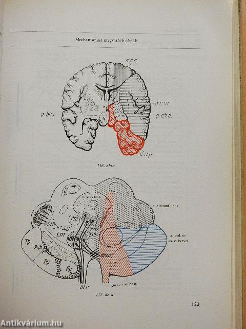 A klinikai neurologia alapjai