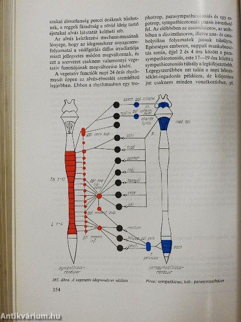 A klinikai neurologia alapjai