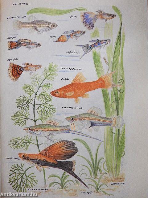 Állatkedvelők kézikönyve